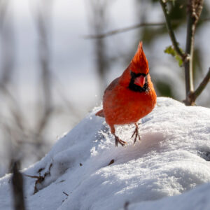 photo A Cardinal's Leap in the Snow - Taken off trail near Bunks Pond on January 11, 2025. by Jessica Phipps