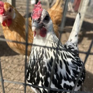 photo Polka Dot Chicken - Taken at the chicken coop on February 28, 2025. by Margie Cassilly (age 10)