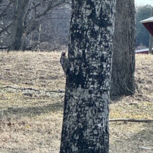 photo Spotted Woodpecker - Taken at the park on February 27, 2025. by Margie Cassilly (age 10)