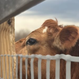 photo Cow’s Eye View - Taken at the park on February 27, 2025. by Margie Cassilly (age 10)