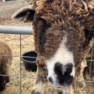 photo Hello Friend - Taken at the park on February 28, 2025. by Margie Cassilly (age 10)