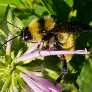 photo American Bumble Bee - Taken in the Pollinator Garden on September 8, 2024. by Shane Windsor