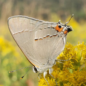 photo Gray Hairstreak - Taken on the Wildflower Trail on September 28, 2024. by Shane Windsor