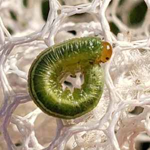 photo Lil’ Sawfly (larva) - Found in a sweep net by the trail south of the apprentice garden on May 2, 2024. by Shane Windsor