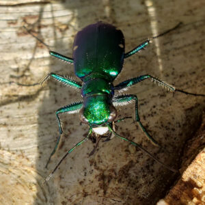 photo Eye of the Tiger (Beetle) - Found near Bunk's Pond on April 28, 2024. by Shane Windsor