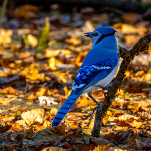 photo Still Waters, A Bluejay's Autumn Rest - Taken over the water in Bunks Pond on November 2, 2024. by Kurt DeLorenzo
