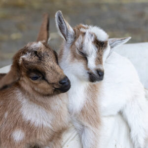 photo Cozy Companions - Taken near the Large animal barn on April 28, 2024. by Kurt DeLorenzo