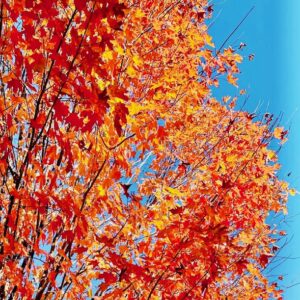 photo Fall Flash - Taken at Kinder Park on October 29, 2024. by Faith Pittman