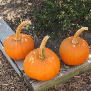 photo Autumn Harvest - The photo of these pumpkins was taken on October 24, 2024, in the kitchen garden next to the farmhouse. by Karen Schoenaar