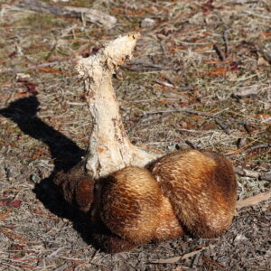 photo Rolling Mushroom - I spotted this mushroom on February 14,2025, down in the valley on my left as we walked on the path from the Duck Pond to where the informative signs are….The shadow looks like a lama. You can even see an ear, nose, open mouth, and a stumpy tail. This makes you look at the whole thing as a llama sitting there on its's haunches with multicolored fur.  But no, it is an upside-down mushroom, finally being able to move, not on its own, but via the heavy winds... by Mirjam Spaar