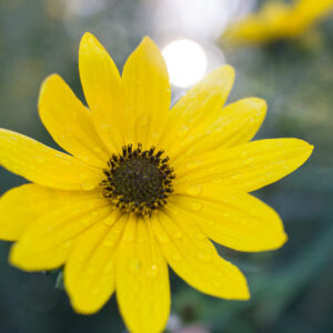 photo Sunrise Flower - Taken along the Wildflower Trail on October 11, 2024. by Jennifer Hufford