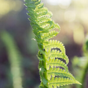 photo Fern - Taken near the garden in the woods on October 11, 2024. by Jennifer Hufford