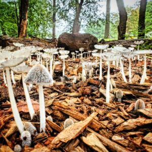 photo Ground Level - Taken along the western side of park, along the bike trail, on October 3, 2024. by Adam Pegues