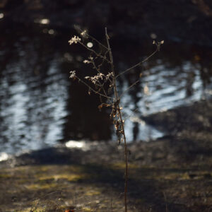 photo Life Holds On - Taken by the Duck Pond on February 26, 2025. by Katie Cortina