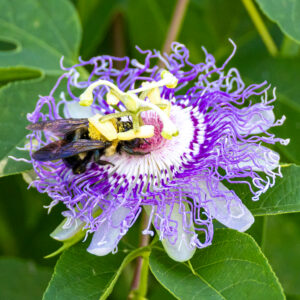 photo Floral Embrace: A Bee's Passion - Taken on a trail close to the Apprentice Garden on August 11, 2024. by Jessica Phipps