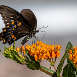 photo Sip of Sunshine: A Swallowtail's Nectar Quest - Taken at a f lower box in between he main garden and the sports complex on July 28, 2024. by Kurt DeLorenzo