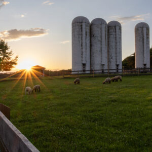 photo Sunstar - Taken on May 30, 2024, over the sheep field towards sunset. Captured the sun right at sunset. Even managed to get a few sheep in the shot. by Jason Bourdette