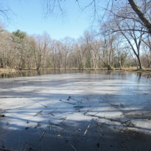 photo Winter at Bunks Pond - It was so eerily quiet on Feb. 14, 2025, at Bunks Pond.  We listened and watched carefully, but did not hear a sound or even see a squirrel in the whole area around the pond.  Yet it held its own beauty with the blue skies, the thin coat of ice left over from the last freeze, the reflections, and the crisscrossing of shadows. by Mirjam Spaar