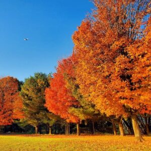 photo Flying Into Fall - Taken near the upper parking lot, on October 24, 2024. by Adam Pegues