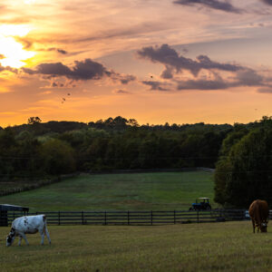 photo Grazing in Gold - Taken in the main pasture on September 15, 2024. by Jessica Phipps