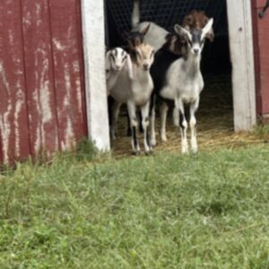 photo We See You - Taken on August 20, 2025, a rainy day at the park - Luke is a lucky kid to love these kids and the other animals too! by Luke Stoffel (Age 8)
