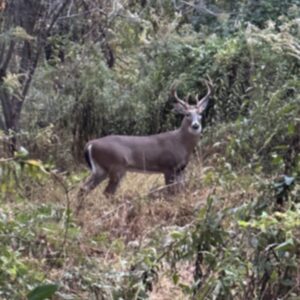 photo Buck - Taken on Perimeter Trail on October 27, 2025. by Amy Gilbert