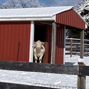 photo Moooove On In - Taken at Kinder Farm Park on December 14, 2025. by Faith Pittman