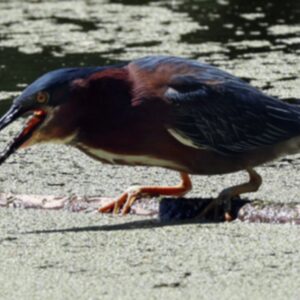 photo Green Heron Finishes His Meal - It was May 26, 2025, I watched this Green Heron for over half an hour at Bunk’s Pond. I photo-graphed him eating at least four fish…You can see the back of the fish as he swallows the meal… by Mirjam Spaar