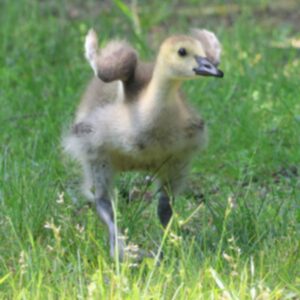 photo Excited Gosling - On May 25, I took photos of a small family of geese; a mother, father, and 2 goslings. The one that stole the show, however, was this little one, with a twinkle in its eye and the excitement of someone learning about the world. The picture was taken on the grassy area in front of the duck pond. by Mirjam Spaar