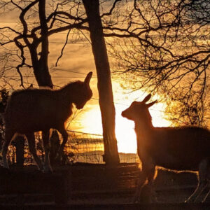 photo Goat Battle at Sundown - Taken in the Goat Field on December 25, 2025. by Ranger Kerry Brooks