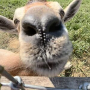 photo Nosey Goaty - I took this picture this summer at Kinder Farm Park while my sister was tending to her 4H animals. by Annie Perkowski (Age 8)