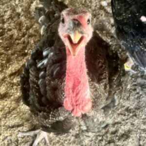 photo Bean - I am in the Kinder Farm 4h Club. This is a photo of my market turkey project; I named him Bean. The photo was taken in July. by Lucy Perkowski (Age 11)