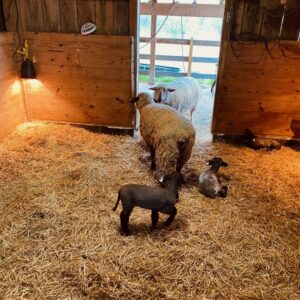 photo Baa Baa Beginnings - This photo was taken on April 6, 2025, in the barn. by Lydia Penoyar