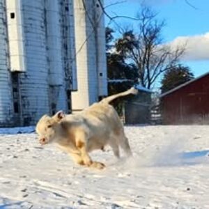 photo Snow Fun - Taken during the first snowfall of the year. by Rhonda Borror