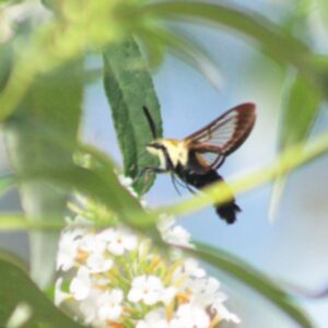 photo Clearwing Moth - Taken early morning in May in the Pollinator Garden. by Rhonda Borror