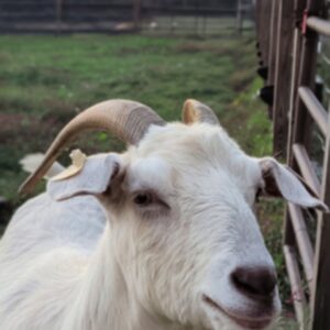 photo Snow in the Fall - Taken in one of the silo fields on October 15, 2025. by Eric Larsen