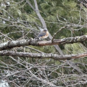 photo Winter Sentinel - Taken in the trees next to the small playground on February 26, 2026. by Grace Cassilly