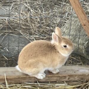 photo Cute and Plum! - Netherland Dwarf taken in the rabbit area in the afternoon on February 27, 2026. by Nancy Pino