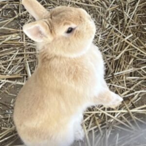 photo I Can Stand Too! - Netherland Dwarf taken in the rabbit area in the afternoon on February 27, 2026. by Nancy Pino