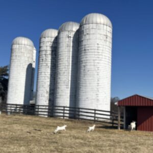 photo Wait for Us! - Taken in the goat area in the afternoon on February 27, 2026. by Nancy Pino