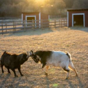 photo Sunset Showdown - Taken at the main field on February 21, 2026. by Jessica Phipps