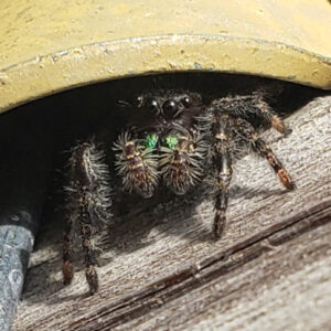 photo Jumping Spider's Shelter - Found hiding along the edge of a KFP garden on March 29, 2025. by Shane Windsor