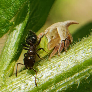 photo Treehopper Farmer - The ant was found tending the treehopper on a plant at the edge of a clearing, just south of where the Greenbriar trail ends and meets the perimeter trail, on May 24, 2025. by Shane Windsor