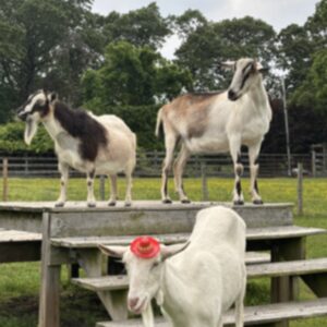 photo Ready for Action! - Taken in the field by the Woodshop on May 29, 2025. by Gianna Stavrevski