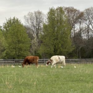 photo Moos and Coos - Taken in the lower back field near the sports fields on April 12, 2025. by Gianna Stavrevski