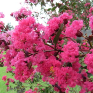 photo Crape Myrtle Blossoms - This beautiful crape myrtle tree was blooming near the chicken house and pig pen on August 5, 2025. by Karen Schoenhaar