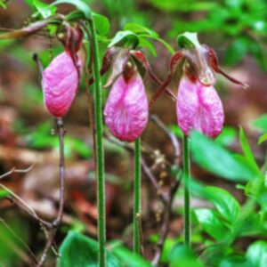 photo Lady Slippers - Taken in June, in the woods near Bunk’s Pond. by Rhonda Borror