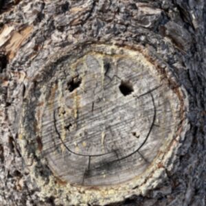 photo Secret Smile - This photo was taken of o tree near the pond in February 2026. by Kathryn Pegues