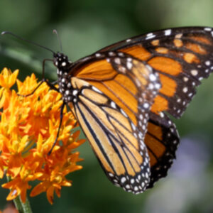 photo A Splash of Summer - Taken at the butterfly sanctuary area on July 26,2025. by Kurt DeLorenzo
