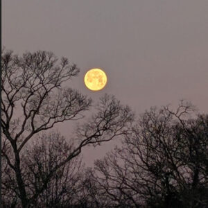 photo Moon Setting at 6 AM - Taken from the main road toward the playground on January 26, 2026. by Ranger Kerry Brooks